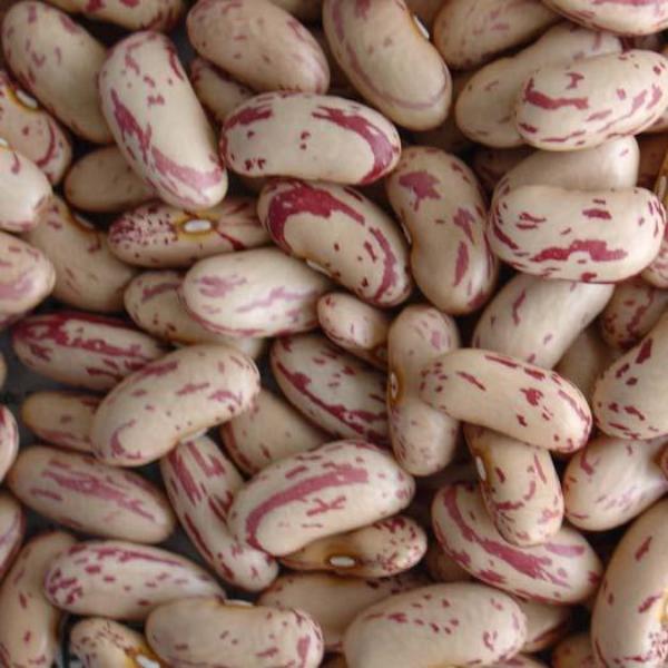 Dried Light Speckled Kidney Beans 