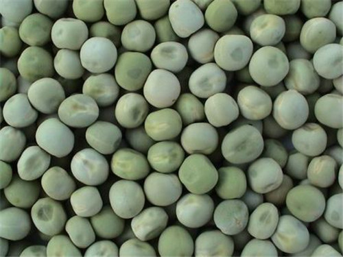 Sun Dried Green Peas