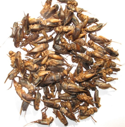 Microwave Dried Cricket