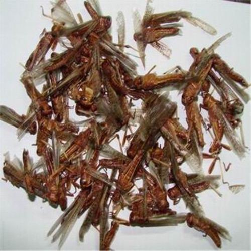 Mircowave Dried Locusts