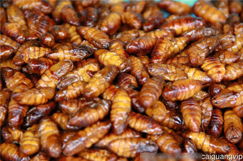 Freeze  Dried Silkworm Pupae (2)