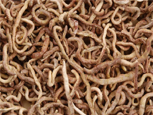 Freeze Dried Earthworms